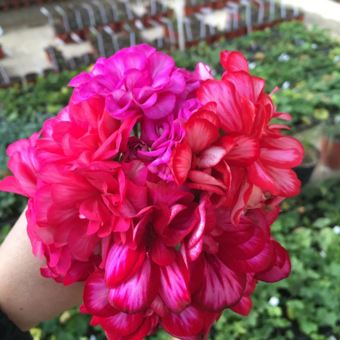 10种天竺葵,天竺葵100种图片大全