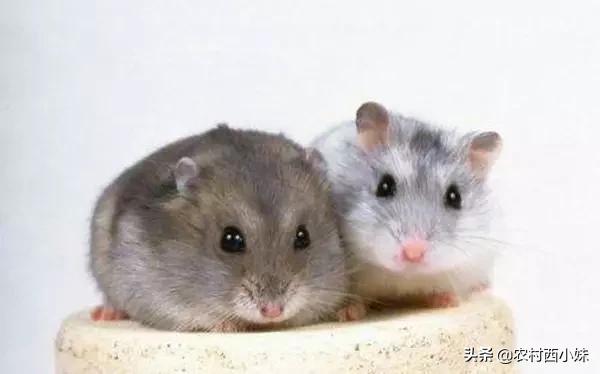 饲养仓鼠的几大误区,养仓鼠十大禁忌
