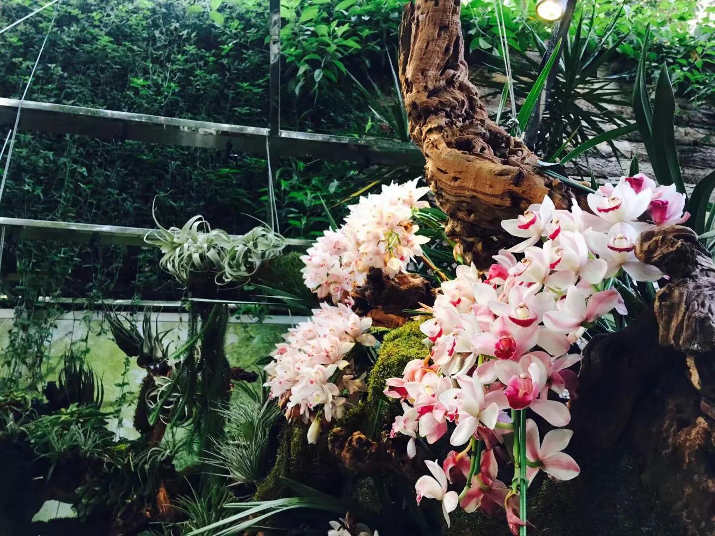 兰花最美的季节是冬季,北方冬季赏兰花