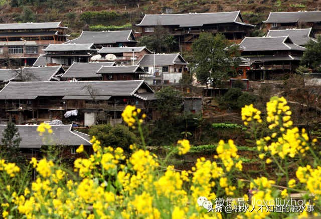 融水千亩桃花竞相盛开,融水2020桃花赏花时间表