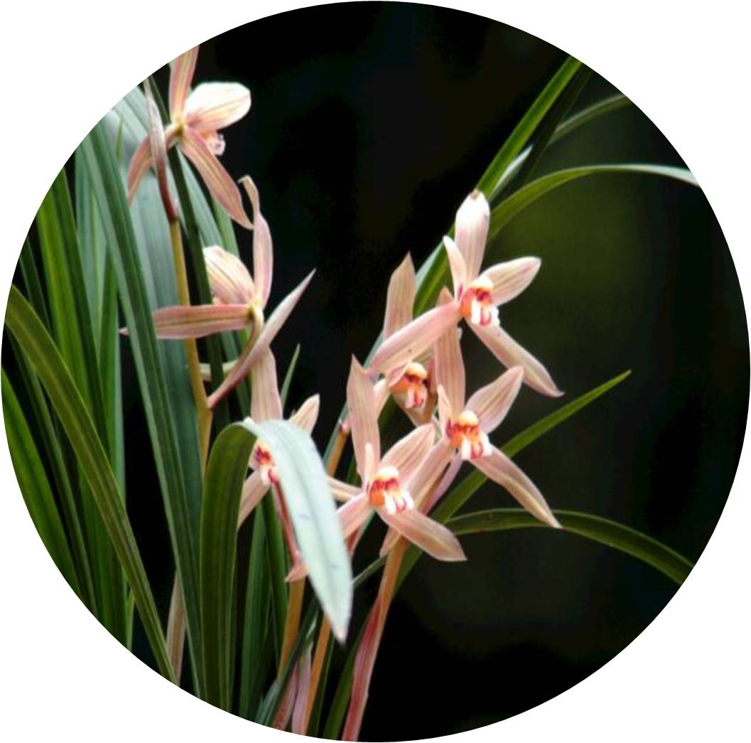 菊竹梅兰图欣赏,花中四君子的兰花图片