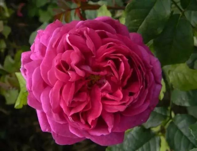 100种玫瑰花品种大全,玫瑰花有哪些品种大全