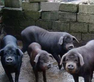 苏轼笔下的猪肉为何如此美味？微生物发酵饲料助力生态肉禽养殖