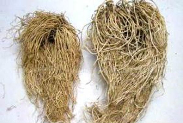 与藜芦相似的植物,藜芦植物