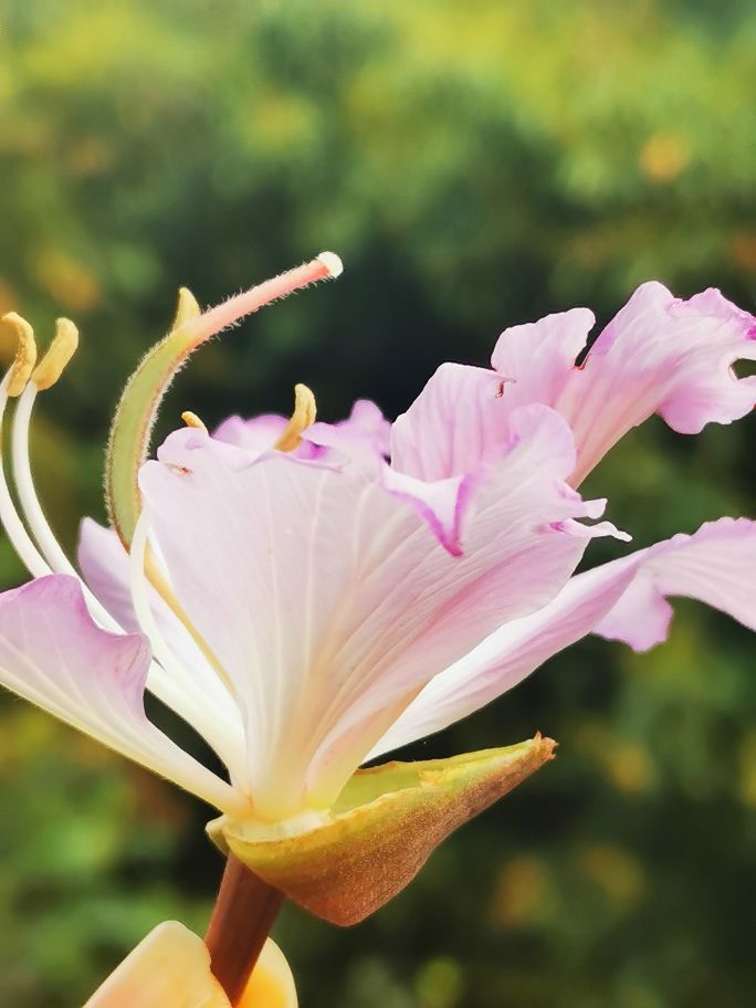 深圳宝安海滨公园游园图,深圳市娱乐场所