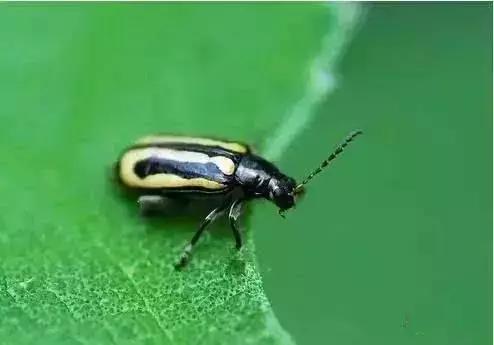 绿叶蔬菜防治地下害虫的方法,蔬菜害虫种类及防治ppt