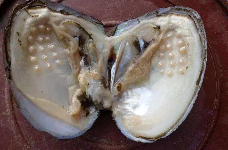 广州美食西施舌,中国美食西施舌