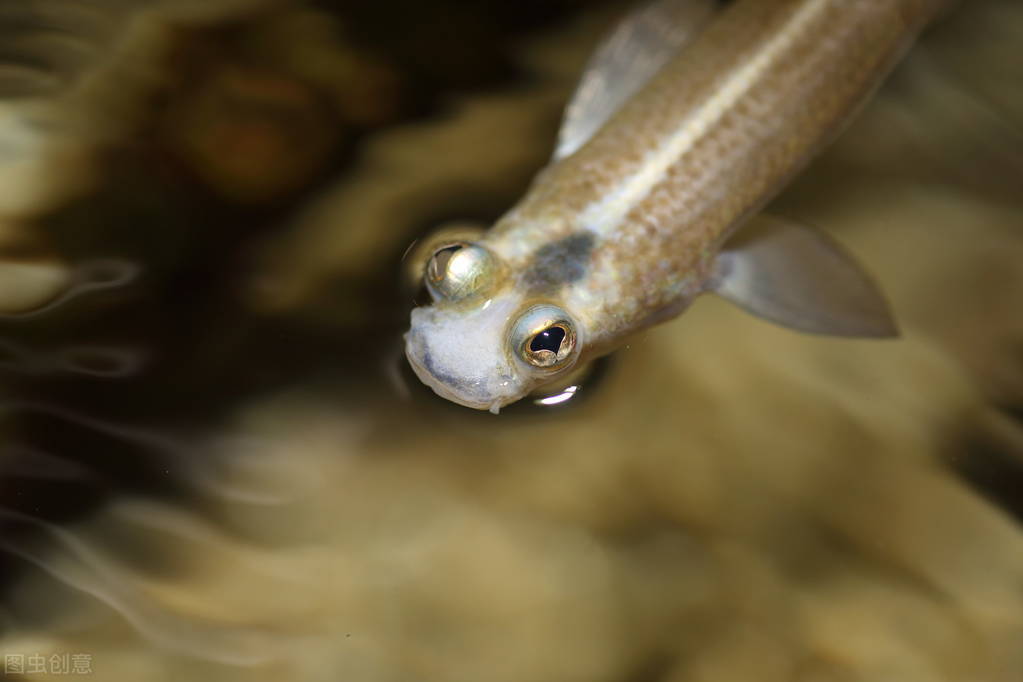 冬季的四眼鱼,最好的四眼鱼图片