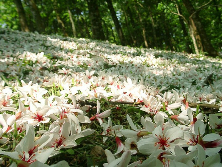 桐籽花开诗句,桐籽花开阆中