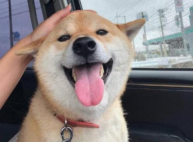 日本柴犬缺点是什么,日本柴犬喜欢吃什么