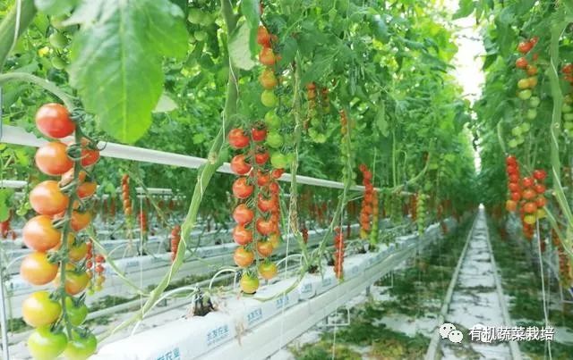 无土栽培技术科普知识大全,无土栽培的优点大家可以了解一下