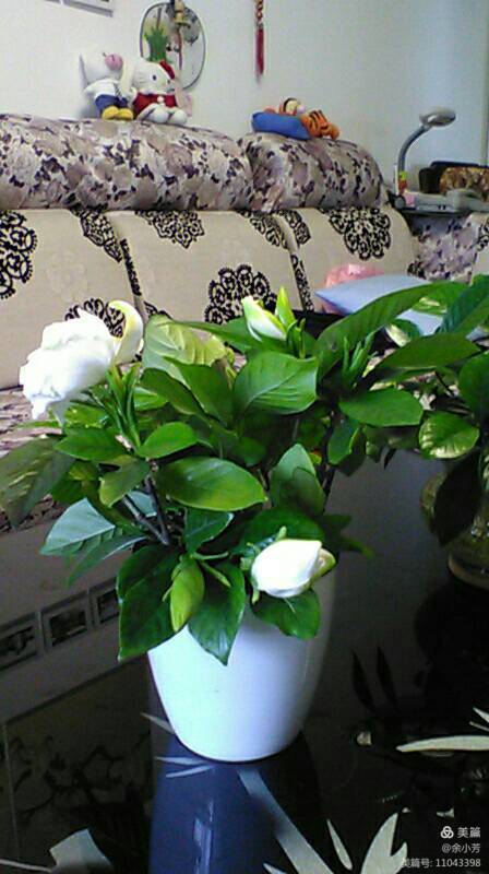 栀子花开舞蹈视频,栀子花开何炅