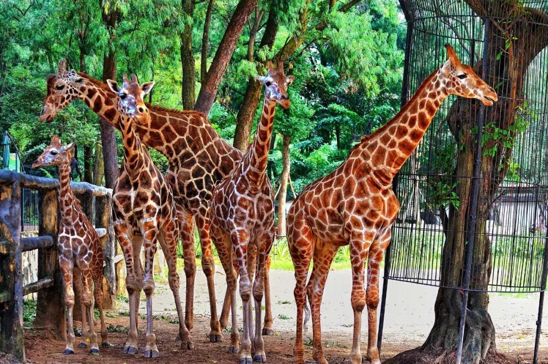 广州国庆旅游攻略大全图,广州最全景点攻略