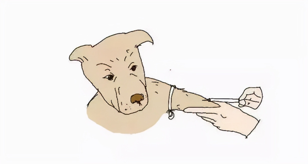 每日小科普小知识,中央电视台狂犬病科普