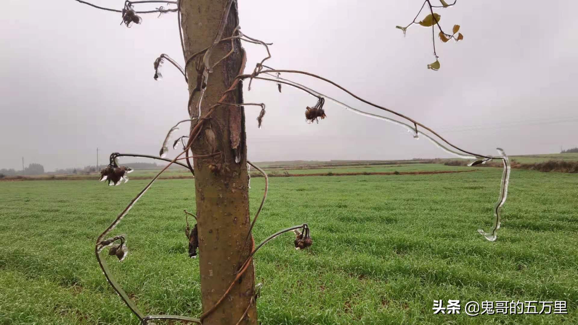 鬼哥的五万里D118骑记：云南，未来可期,泸西县-罗平县