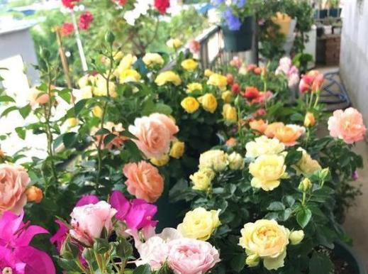 家庭盆栽废茶渣沤肥,牛奶和淘米水沤肥