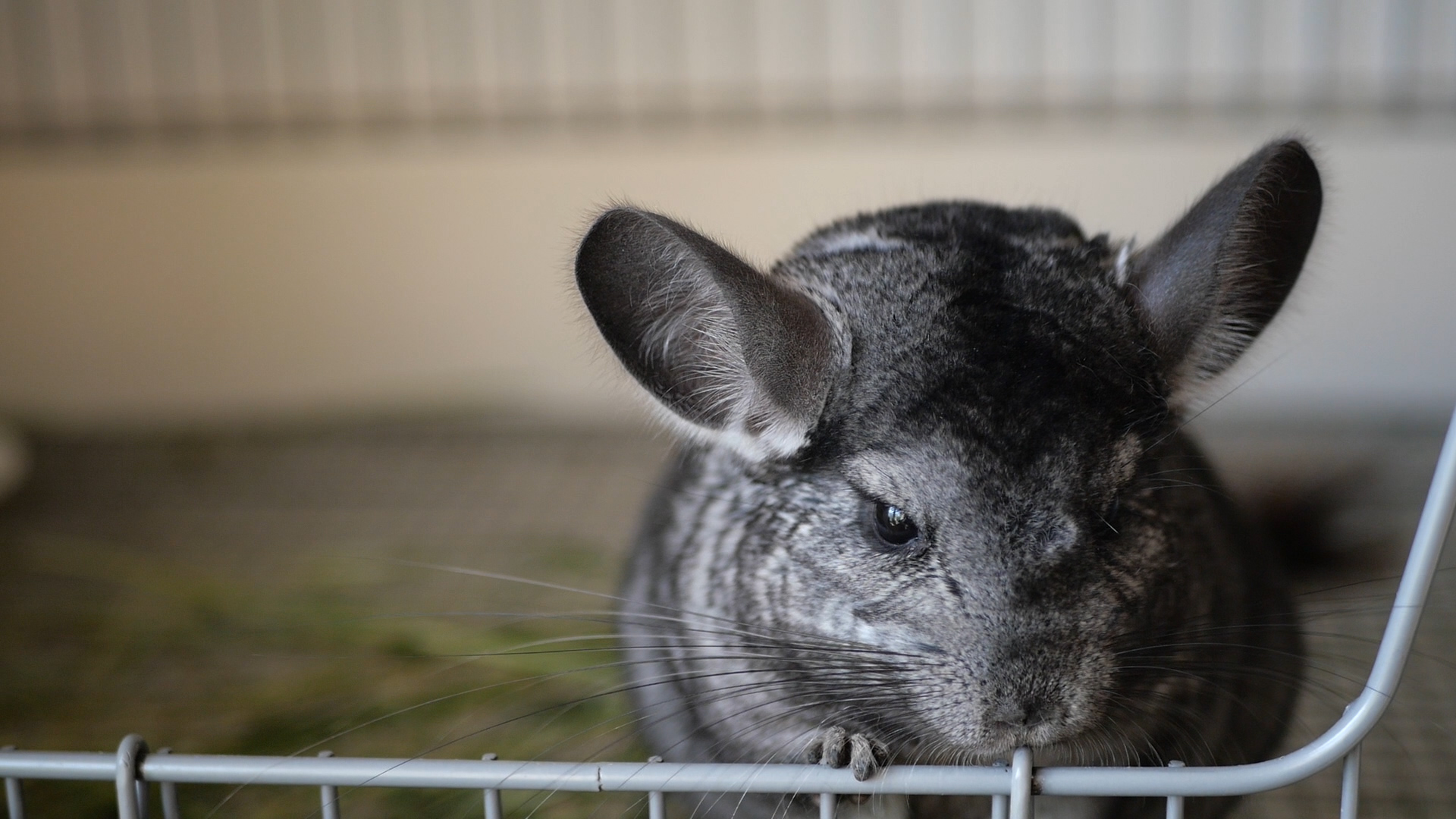 龙猫好养吗有什么优缺点,龙猫身上有味道吗