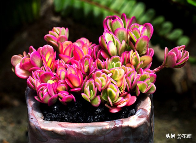 最好养又漂亮的太阳花,死不了的太阳花种子造型