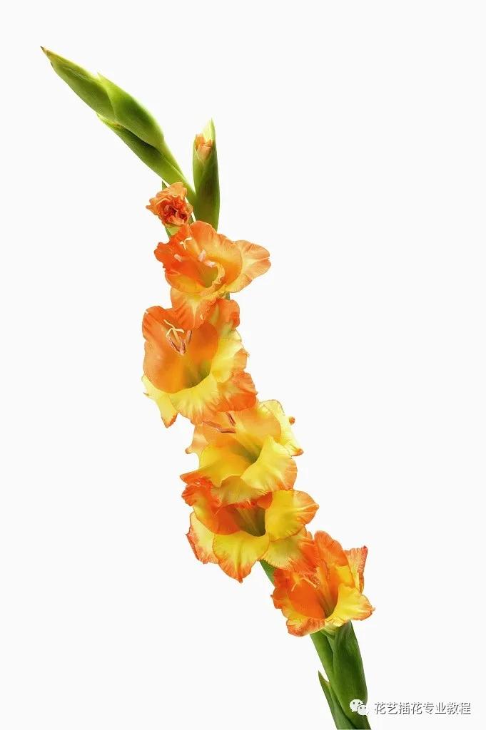 花艺培训班学习花艺设计课程入门,花艺培训师零基础课程入门