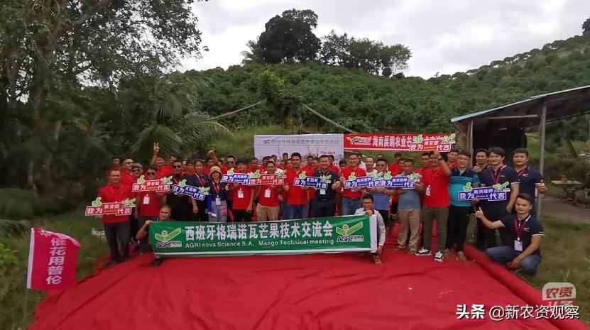 海南反季节芒果催花为何会催出芽,芒果催花后冒浆是花还是芽