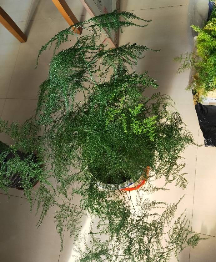 文竹黄叶了,通过4个方法来改善,枝叶鲜绿,越来越旺