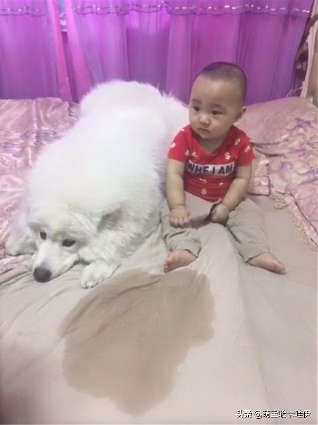 萨摩耶一天尿特别多,萨摩耶幼犬老尿在自己的窝里