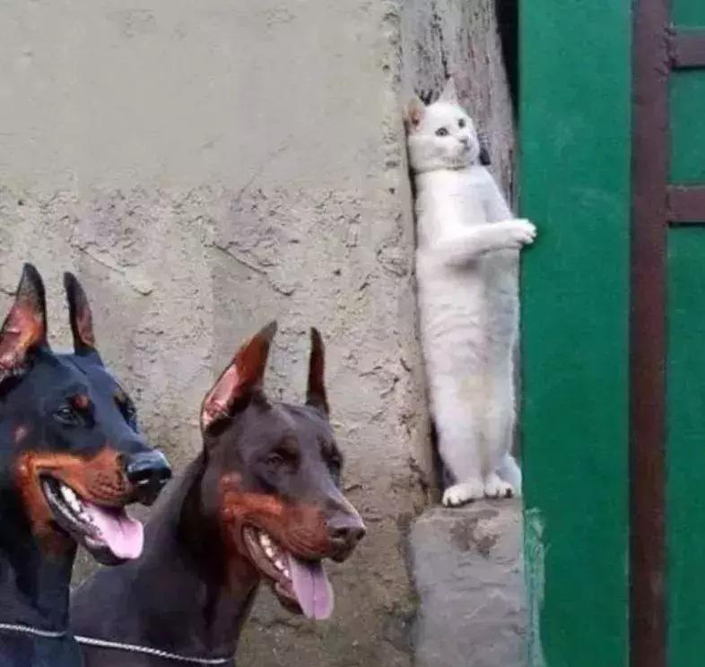 猫和老鼠汤姆沙雕手办,蜘蛛侠沙雕手办搞笑视频