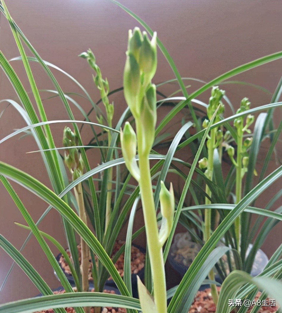 老上海兰花怎么挑选,每日一品中国兰花春兰