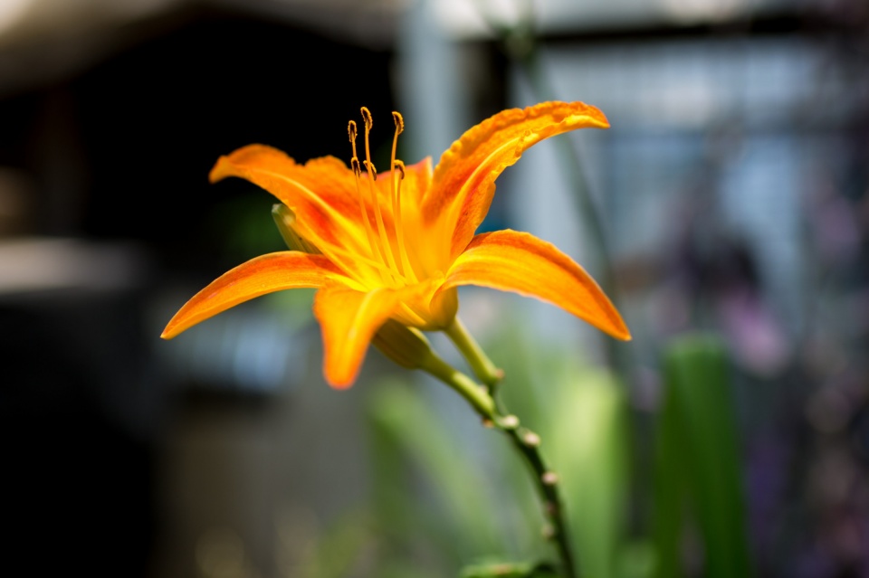 双子女的魅力在十二星座里怎么样,十二星座双子女跟哪个绝配