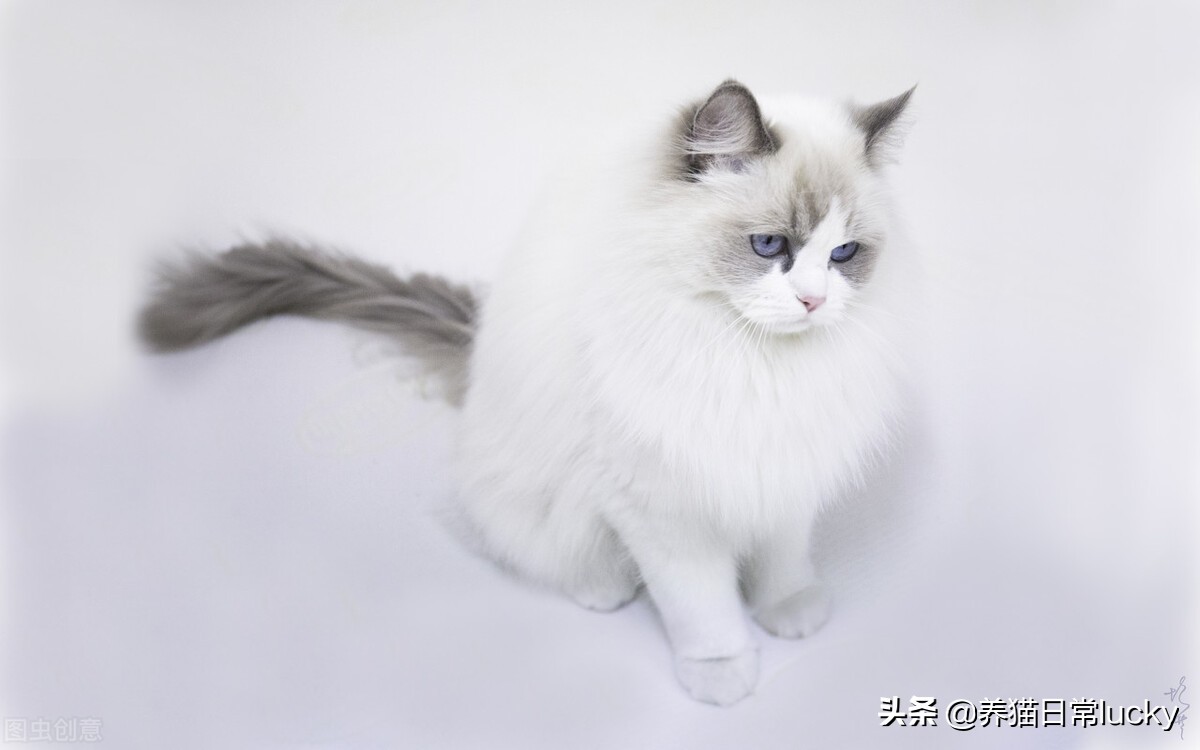 盘点那些非常好看的猫,盘点世界上最好看的猫