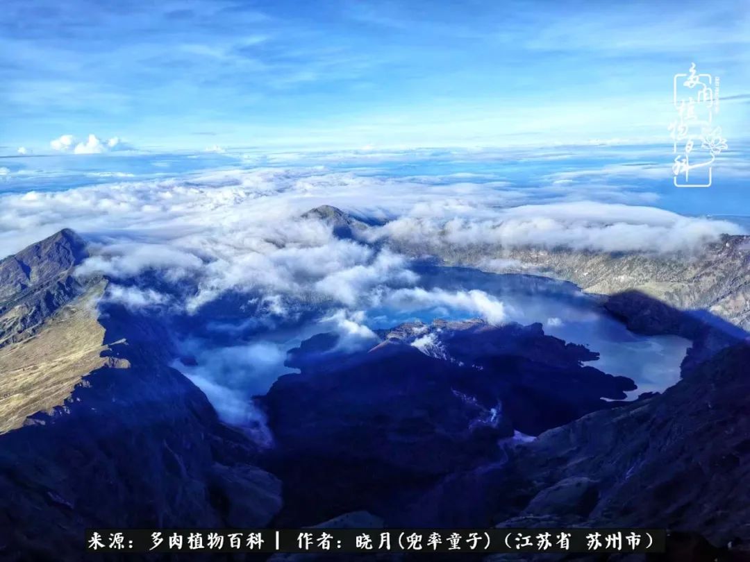 六年时间环游22个国家，却被多肉小萌物征服