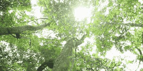 外省旅游团探秘广西巴马长寿之旅,巴马旅游探索巴马的奇妙之旅