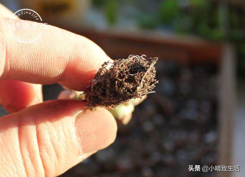 多肉上盆1个多月为什么还没服盆,多肉白牡丹休眠不