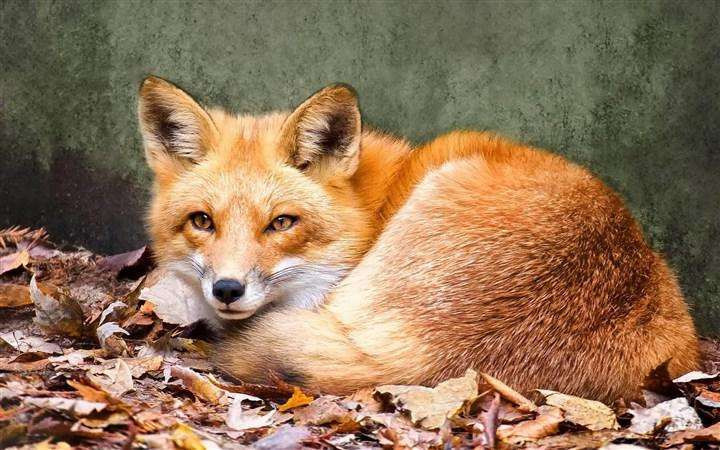 哪些野生动物不能吃对身体有害,几种野生动物有病毒不能吃