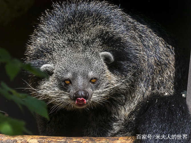 熊狸特征,熊狸厉害吗
