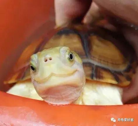 食用盐对龟缸有什么作用,龟用的盐