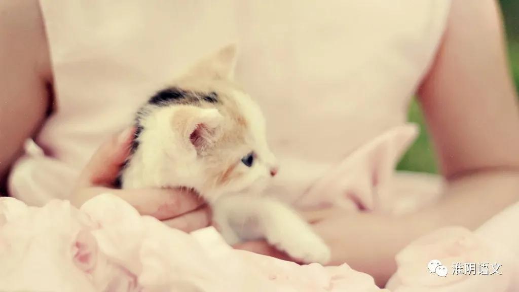 猫咪散文,拯救小猫完整版