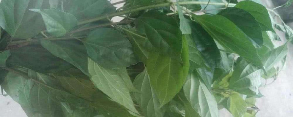 2020神仙豆腐树几月扦插,神仙豆腐树可以扦插吗