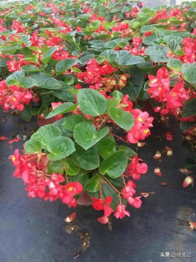 四季秋海棠的养殖方法开几次花,四季海棠秋海棠花的养殖方法