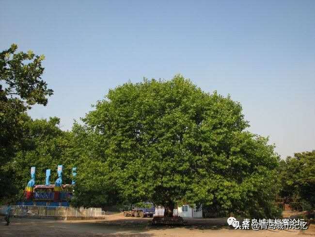 大连中山公园旋转木马,北京中山公园旋转木马