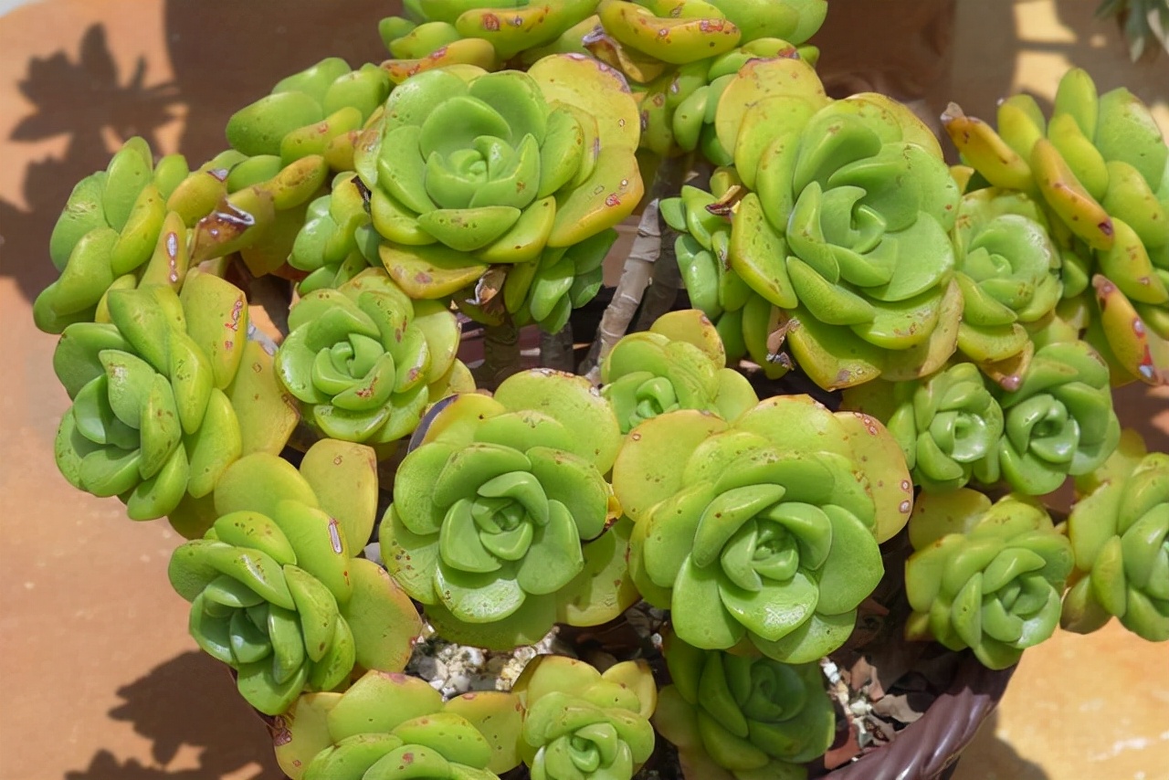 旋叶姬星美人多肉有香味吗,自带香味的多肉推荐