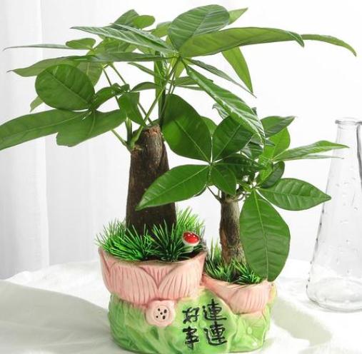 怎么管理发财树才长得好,盆栽发财树怎么养护与浇水方法