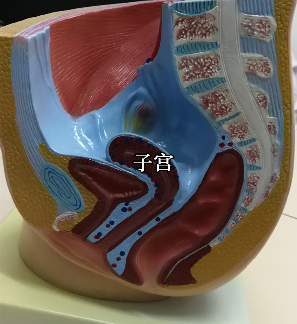 子宫的产生,子宫是女性生命之源