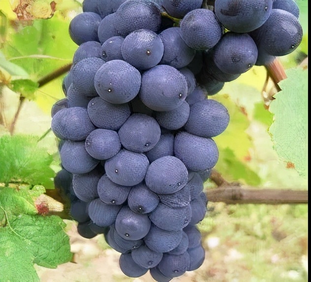 葡萄酒那些事连载三：决定葡萄酒风格的因素