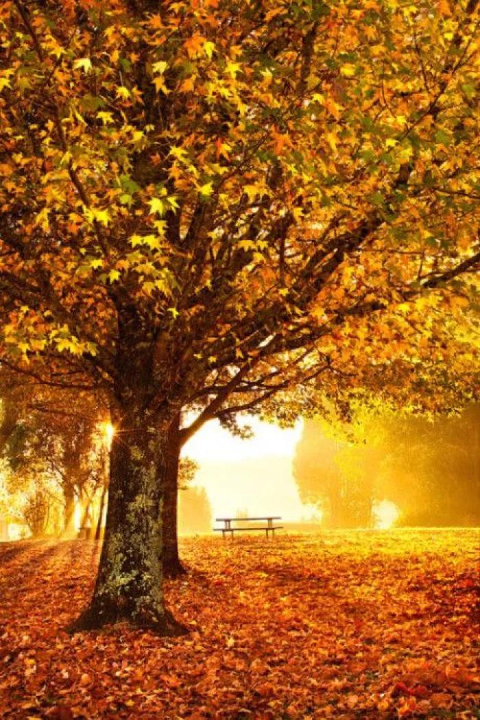 黄帝内经精华,黄帝被封印千年后重获新生