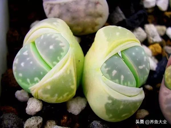 世界名贵花图片大全集,世界上最漂亮名贵的花卉