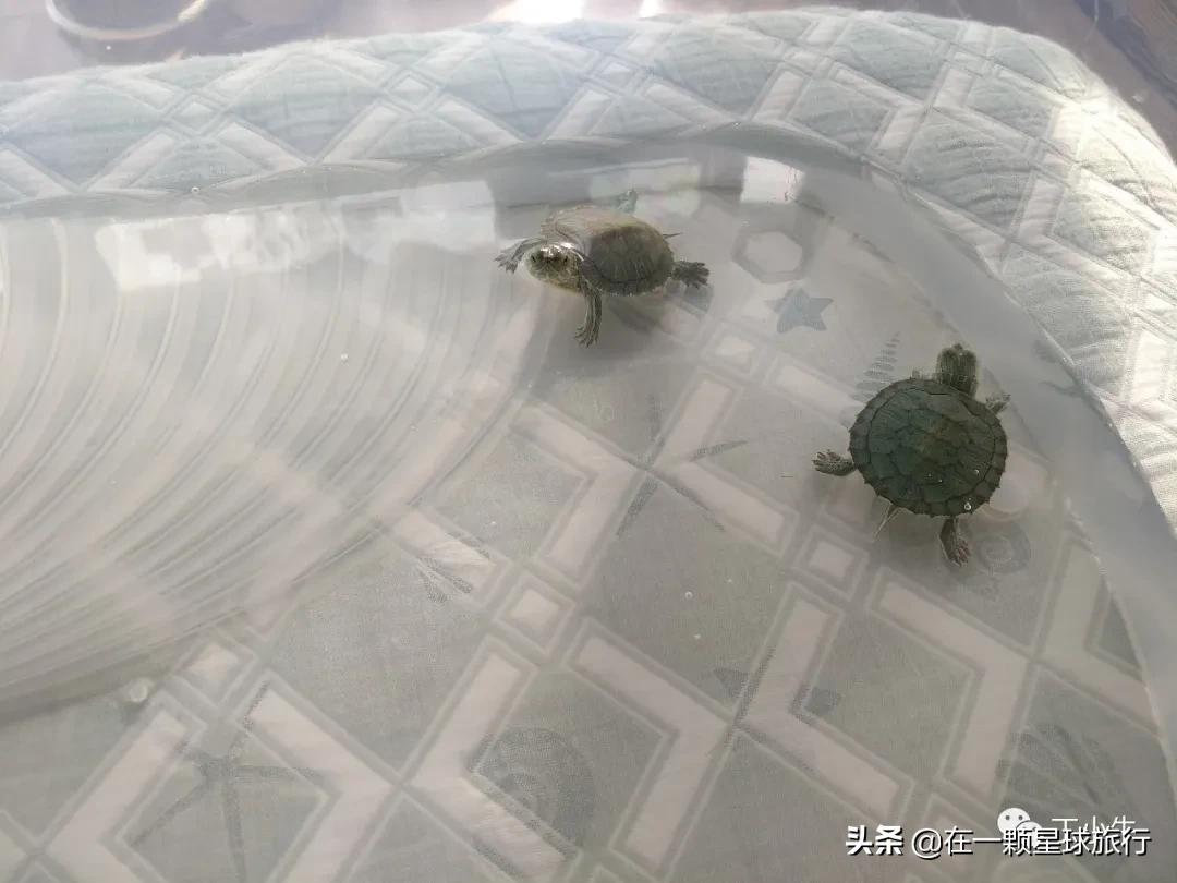 一缸乌龟都得了白眼病,乌龟养1只孤单吗