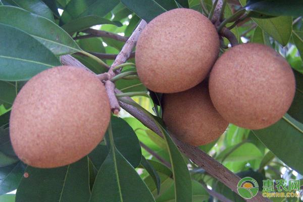 人心果哪个品种结果多而且好吃,人心果可以在山东种植吗