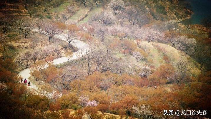 山东青岛哪里有花海的景点,青岛风景比较优美的山
