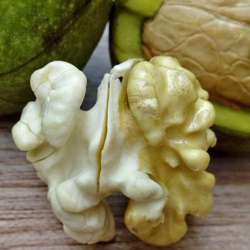 什么季节吃鲜核桃好吃些,鲜核桃尝鲜季